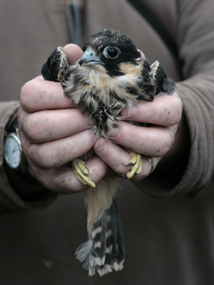 Hobby chick: Photo by Brian Bates 