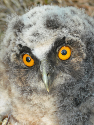 Long-eared owl chick: Photo by Tony Lightley