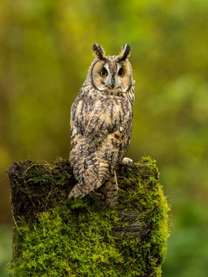 Long-eared owl: Photo by Dean Bricknell