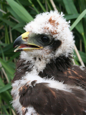 Marsh Harrier chick: Photo by Dan Spinks 