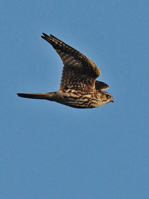 Merlin in flight: Photo by Angus Hogg