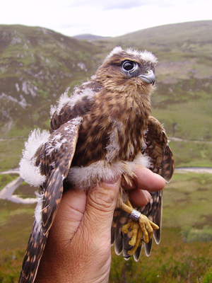 Merlin chick: Photo by Jon Brain