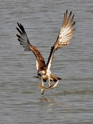 Osprey with Flounder. Photo by Angus Hogg