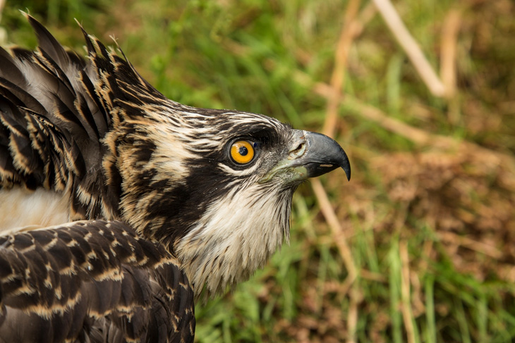 Osprey. Photo by Dean Bricknell.