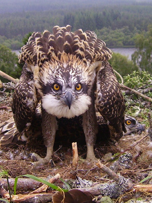  Osprey chick: Photo by Jon Brain