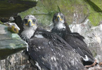 Golden eagle chicks