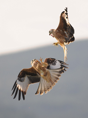 Red Kites: Photos by Angus Hogg