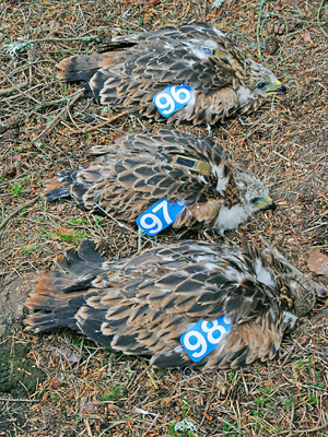 Tagged Red Kites: Photo by Brian Bates