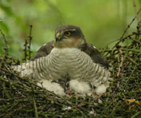 Sparrowhawk photograph by Ian Todd