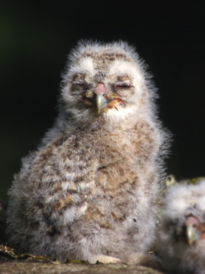 Tawny chick: Photo by Tony Lightley