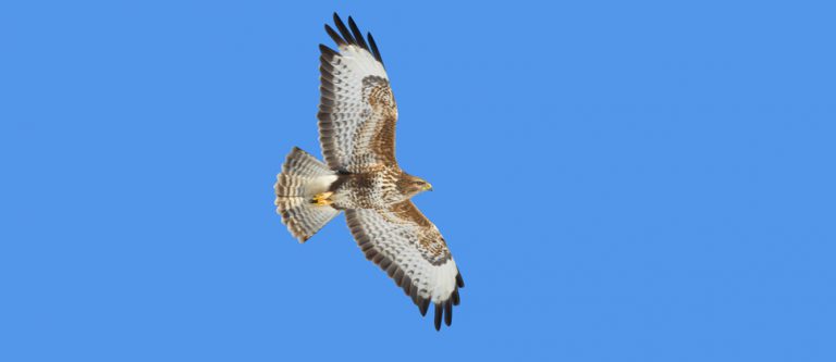 Scottish Raptor Study Group | | Scottish Raptors